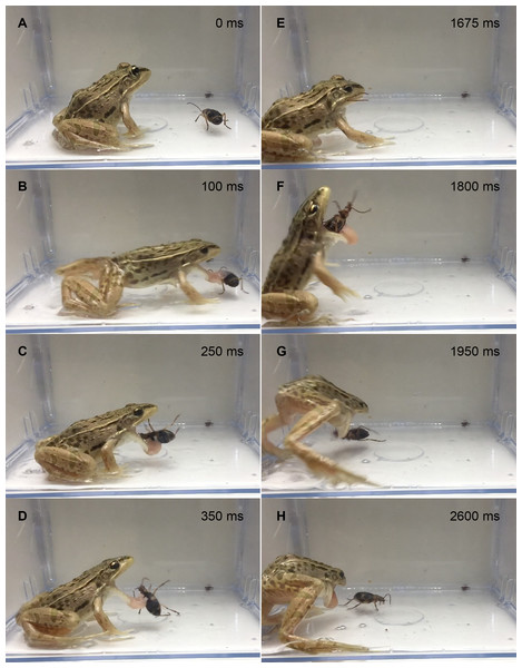 Temporal sequence of the frog Pelophylaxnigromaculatus spitting out a live adult Pheropsophus jessoensis after taking the beetle into its mouth.