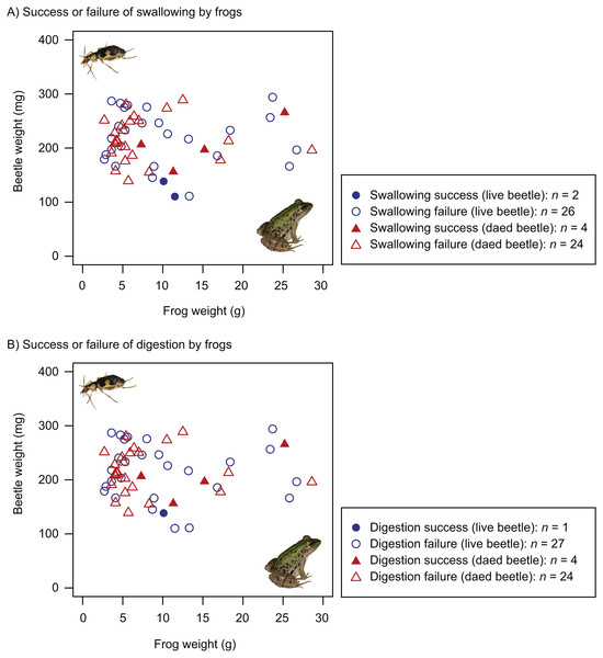 Body size relationships between predator frogs (Pelophylax nigromaculatus) and prey beetles (Pheropsophus jessoensis).