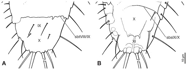 Terminal segments of Strepsiptera primary larva in Burmese amber, drawings based on photomicrographs with an Olympus IX81 inverted fluorescence microscope with UIS2 objective.