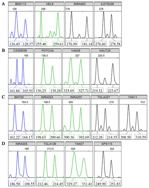 Typical fluorescence signal s of detections for the core 17 microsatellite loci.