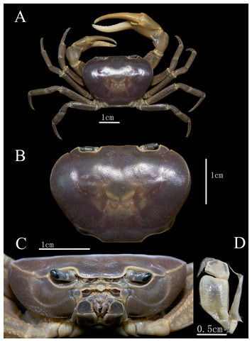 A new species of karst-dwelling freshwater crab of the genus ...