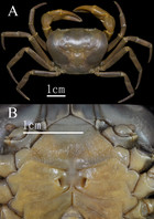 A new species of karst-dwelling freshwater crab of the genus ...