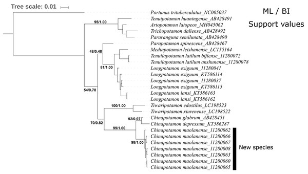 Phylogenetic tree for 15 species of freshwater crabs based on 16S rDNA.