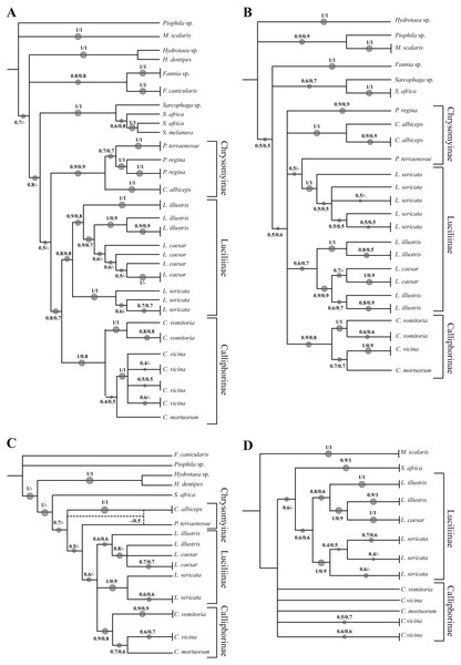 Simplified phylogenetic trees.