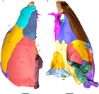 Comparative cranial morphology of the Late Cretaceous protostegid sea ...