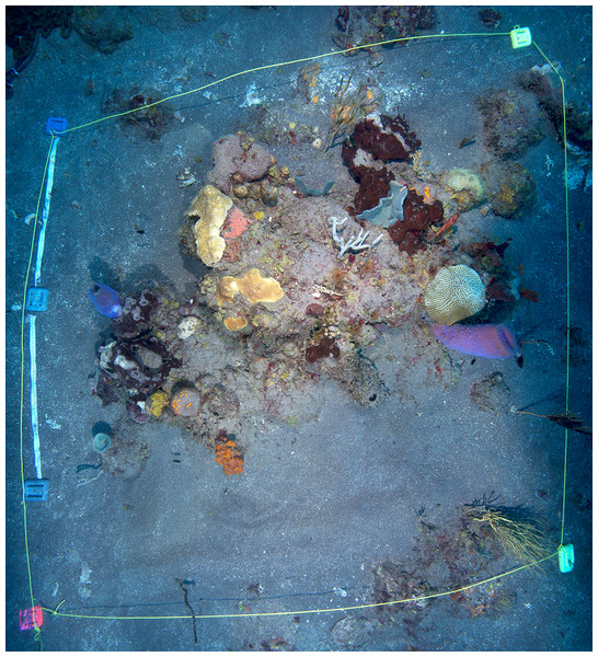 Overview of the enclosed coral patch, after removal of tent at end of experiment.