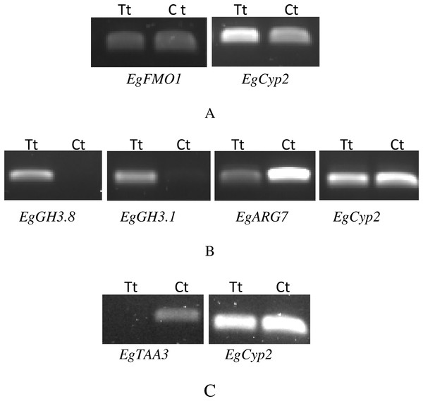 RT-PCR of candidate genes that were expressed differentially between auxin treated samples (Tt) and the control samples (Ct).