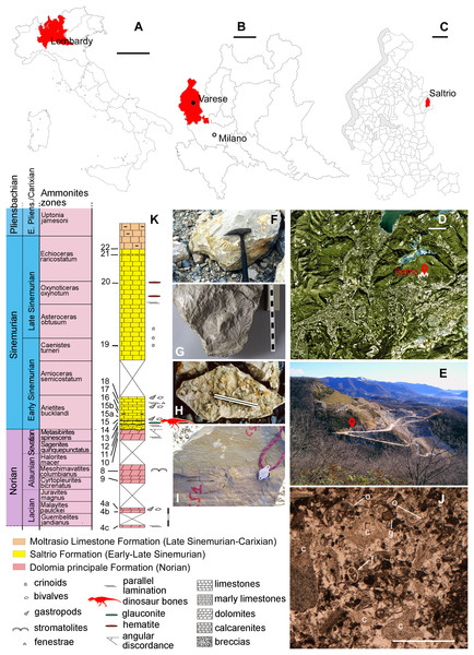 Fossil location and geological setting.