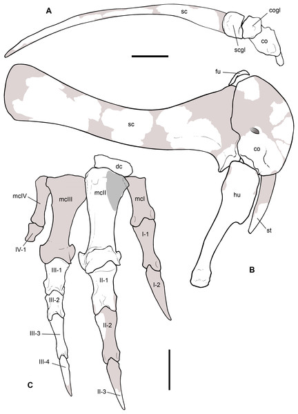 Reconstruction of the pectoral girdle and forelimb of Saltriovenator zanellai.