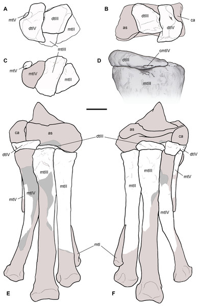 Reconstruction of the right ankle and foot of Saltriovenator zanellai.