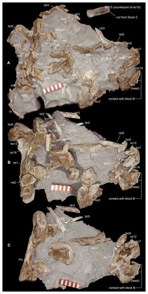 Taphonomy of the Saltrio theropod (block A).