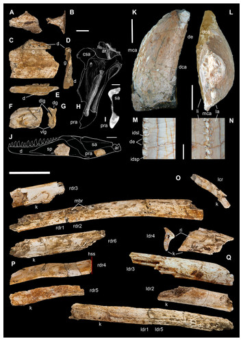 The Oldest Ceratosaurian (dinosauria: Theropoda), From The Lower 