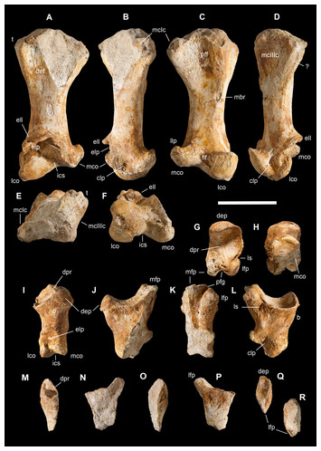 The oldest ceratosaurian (Dinosauria: Theropoda), from the Lower ...