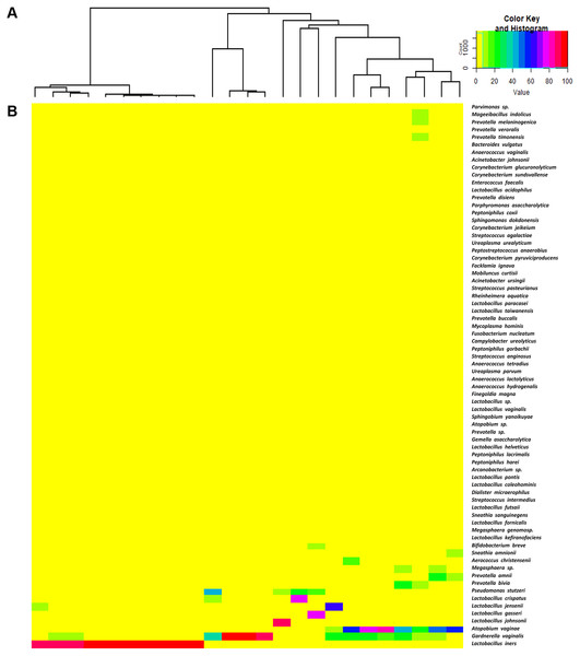 The hierarchical clustering tree and the heat map of bacterial taxa from vaginal samples.