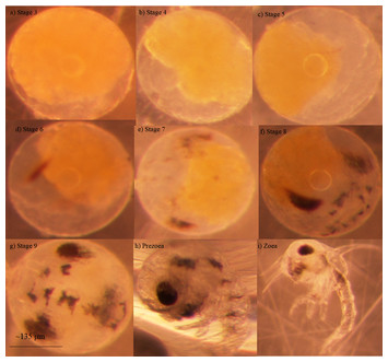 Effects of crude oil on survival and development in embryonated eggs in ...