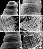 From morphology to molecules: a combined source approach to untangle ...