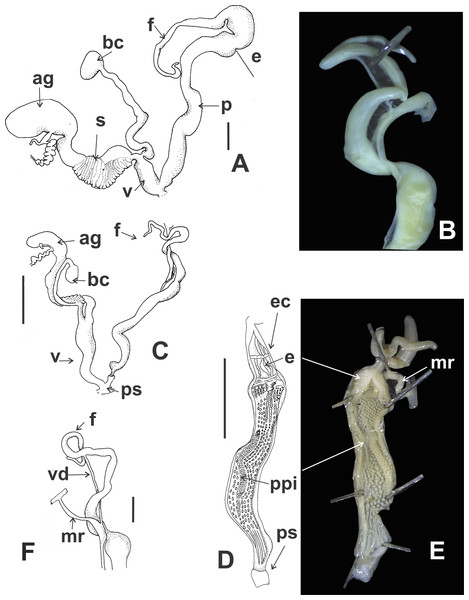 Clessinia stelzneri (A, B) and Clessinia tulumbensis sp. nov. (C–F), reproductive system.