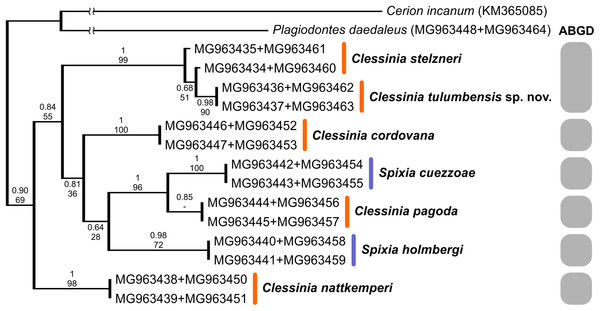 Bayesian tree of Clessinia and Spixia species based on a 992 bp multilocus dataset (COI and 16S-rRNA).