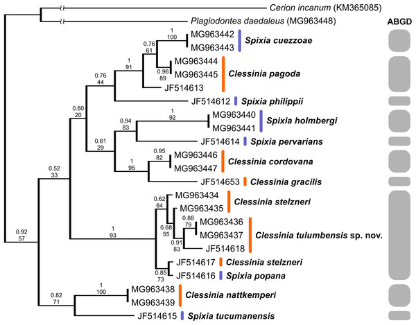 Bayesian tree of Clessinia and Spixia species based on the partial COI gene.