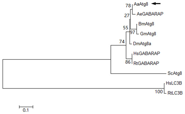 Phylogenetic analysis of AaAtg8.