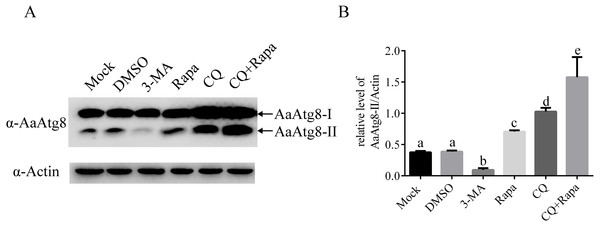 AaAtg8 was involved in autophagy and a useful marker for autophagy assay in C6/36 cells.
