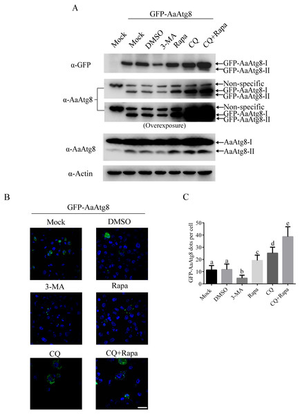 GFP-AaAtg8 could be used to monitor autophagy in C6/36 cells.