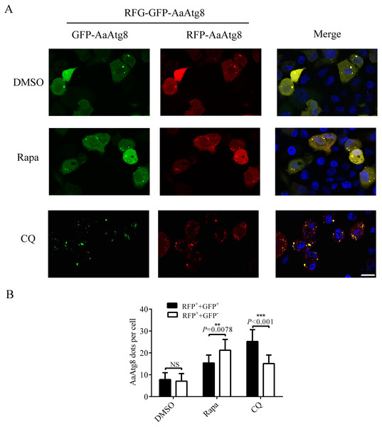 RFP-GFP-AaAtg8 could be used to measure complete and incomplete autophagy in C6/36 cells.
