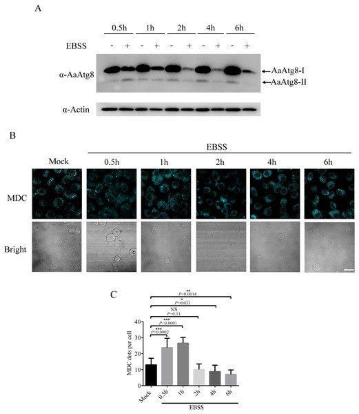 Starvation treatment induced autophagy in C6/36 cells.