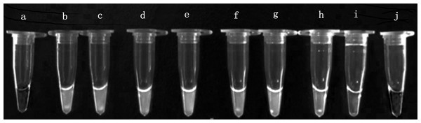 Visual inspection of the LAMP amplicons for Enterocytozoon hepatopenaei.