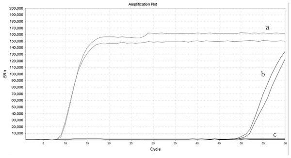 The amplification efficiency of real-time LAMP compared to the LAMP.