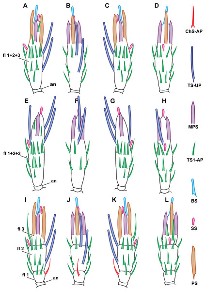 Distribution of antennal sensilla in Megaphragma caribea and M. mymaripenne.