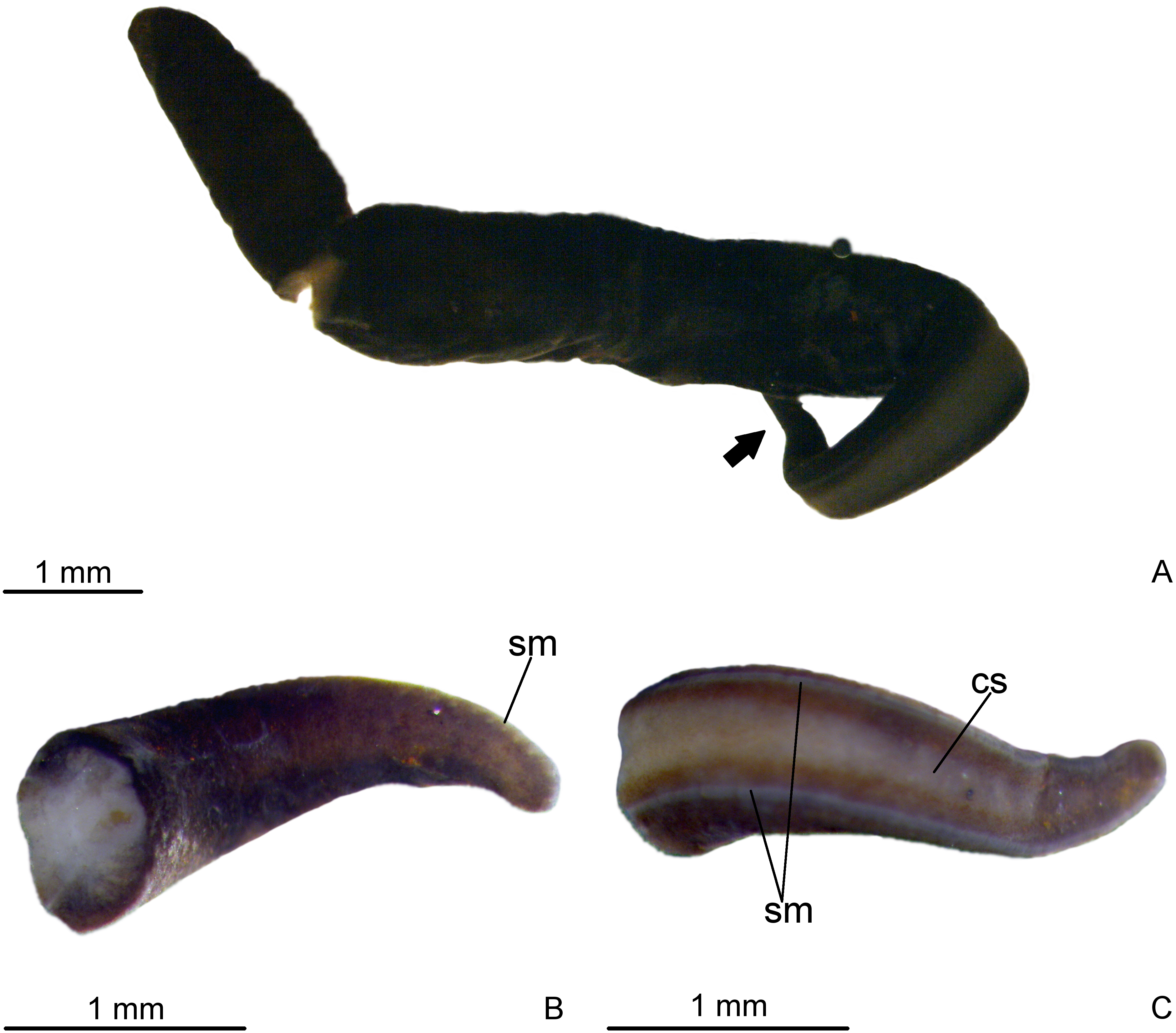 Two new species of Neotropical land flatworms (Platyhelminthes