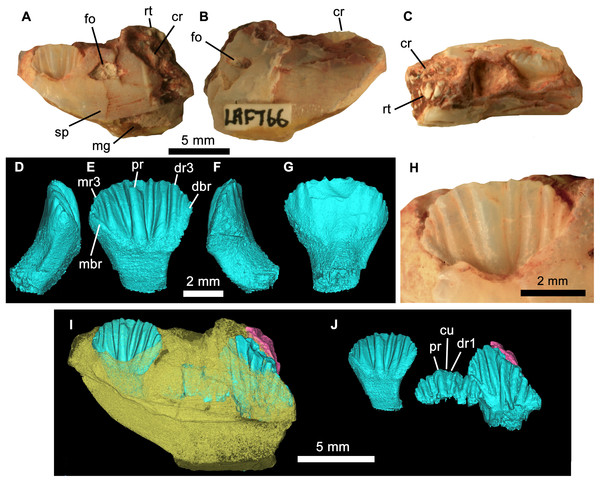 Weewarrasaurus pobeni gen. et sp. nov.(LRF 766).