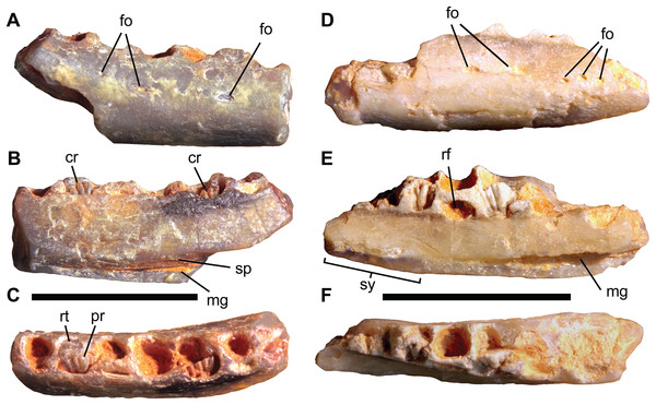 Isolated ornithopod dentaries from the Griman Creek Formation.