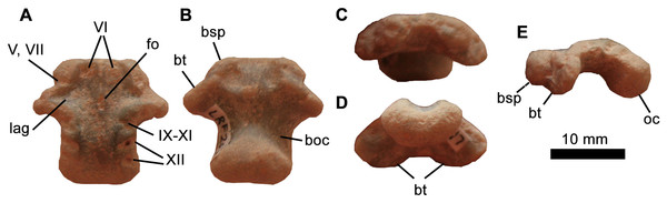 Iguanodontia indet. basioccipital (LRF 267).