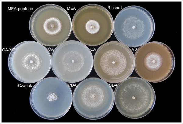Morphological characteristics of mycelium vegetative growth of S. ginseng on 10 different cultivation media after incubation at 20 °C for 4 days.