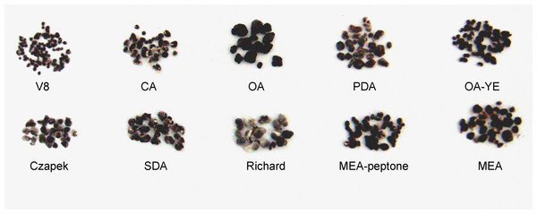 Morphological characteristics of sclerotia of S. ginseng derived from 10 different cultivation media.