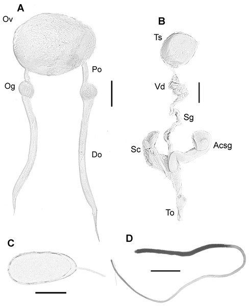 Reproductive system of the VRS common octopus.