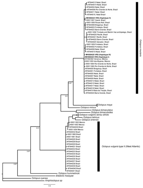 Bayesian phylogenetic tree based on COI sequences.