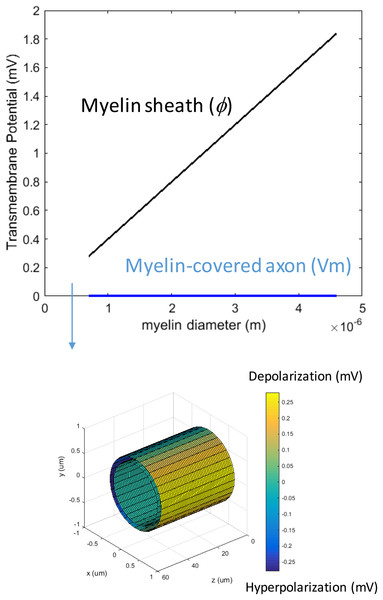 Effects of decreased myelin thickness on axonal polarization.