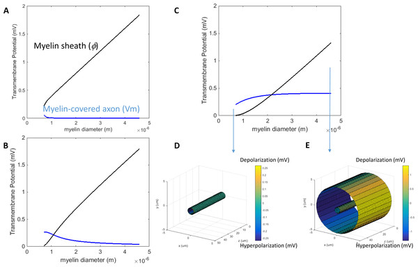 Effects of a leaky myelin sheath on axolemma polarization in a transverse electric field.