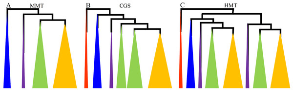 The diagrams of the evolutionary relationships of CGS, HMT and MMT gene families.
