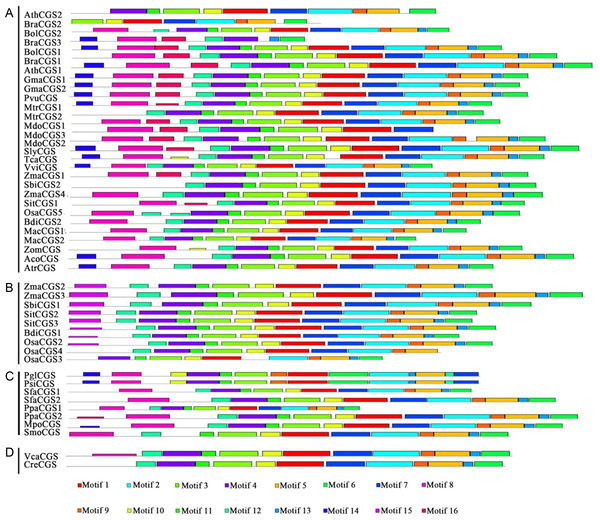 Conserved motifs of CGS proteins identified on the MEME analysis across plants.