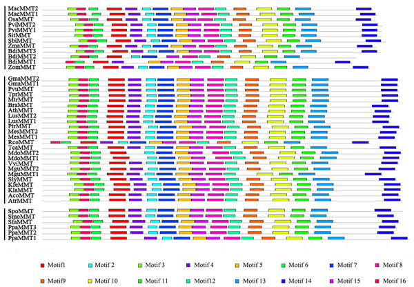 Conserved motifs of MMT proteins identified on the MEME analysis across plants.