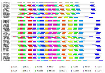 Molecular evolution and expression divergence of three key Met ...