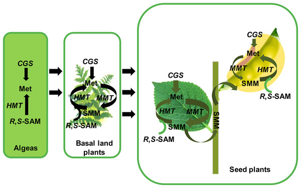 The functional model of CGSs, MMTs and HMTs to synthesize the methionine in plants.