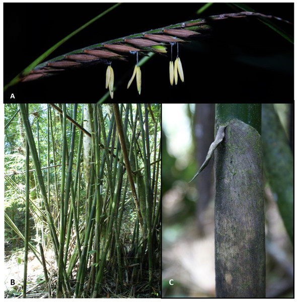 Merostachys neesii Rupr. (Poaceae: Bambusoideae), a native woody bamboo in a pristine montane forest (Atlantic Forest), Brazil.