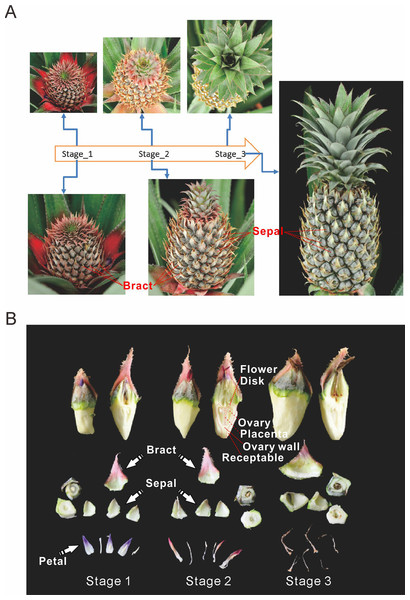 Three main stages of pineapple fruit development.