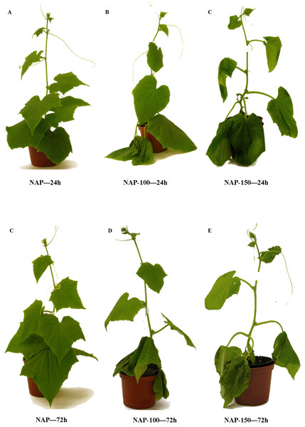 Effect of salt stress treatment on the morphology of non-acclimated cucumber plants.