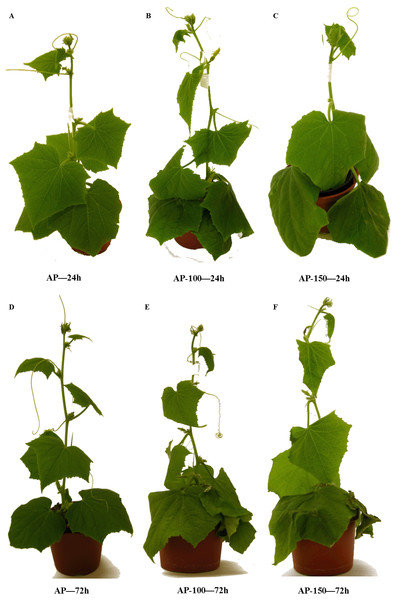 Effect of salt stress treatment on the morphology of acclimated cucumber plants.